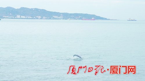 白海豚