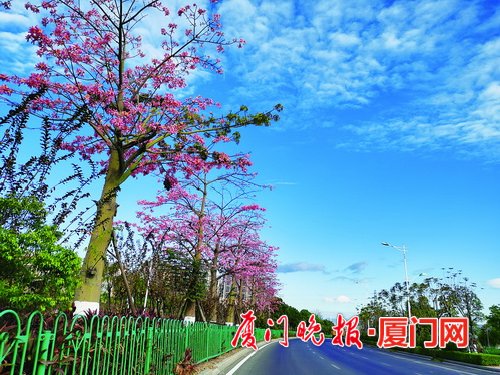 滨海西大道祥平段变直了 裁弯取直工程月底将完工