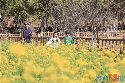 翔安油菜花田香樱花园中笑 春节期间进入最佳赏花期