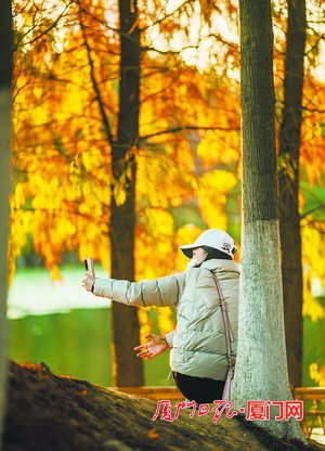 近半月可打卡落羽杉!五缘湾湿地公园/园博苑等地都有