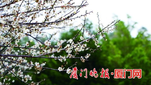 同安五峰村千亩梅花迎风笑:花期还剩一周 赏花要趁早