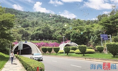 种植上三角梅!厦门岛内4处山体节点彩化扮靓迎接春节