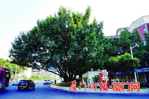 马垅古榕口袋公园开放:假山与榕树有机结合 美观实用!