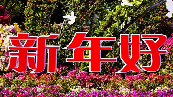 太美了! 思明花团锦簇迎新春 踏春赏花过大年