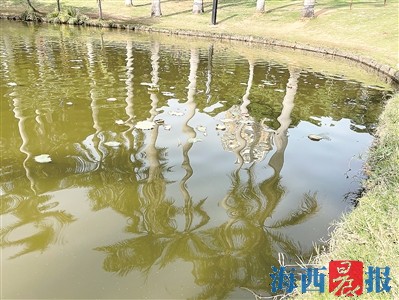 莲花公园水池不再干涸 小荷已露尖尖角今夏赏莲可期