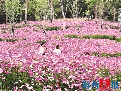 周末走起!同安波斯菊花海娇艳绽放 花期将持续3个月