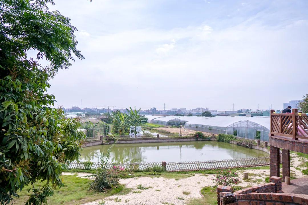 “先造人、后造物” !两岸乡村振兴的“海沧样本”全面铺开