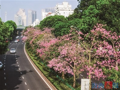 生活的魔方已拧回!疫散花开 鹭岛多彩浪漫
