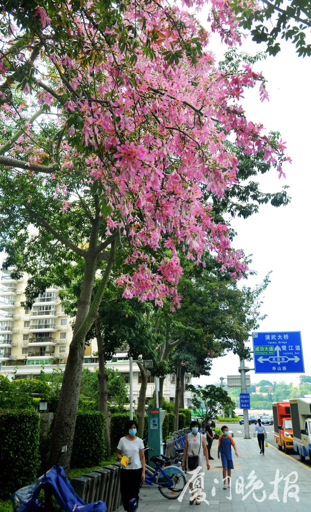 太美了~“粉红烂漫”的TA在这个时节渐染全城!