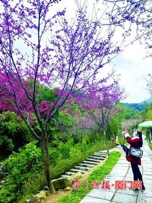 天竺山四季花谷2000多株山樱花清丽动人 花期持续到…