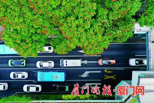 厦门岛内外多条主次干道火焰木盛放 带来满满活力