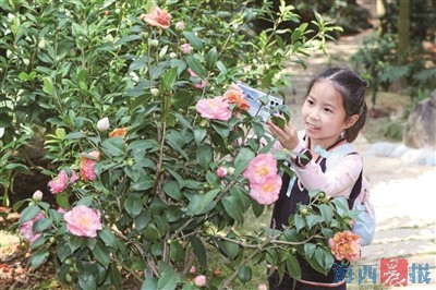 满园春色关不住!植物园山茶花争奇斗艳竞吐蕊