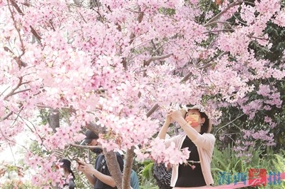 狐尾山公园樱花谷樱花怒放 绵延粉黛如云似霞