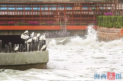 全球60多种鹭鸟厦门占17种 专家建议建白鹭主题公园